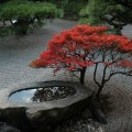 Каменное корыто для мини-садика . Цукубаи для японского сада. Каменный мини бассейн для растений